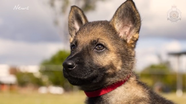 Meet Queensland Police's newest dog squad