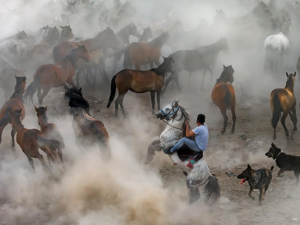 Wild Horses. Photographer : F. Dilek Uyar Year: 2018 “This photo was taken in a village called Hörmetçi in Kayseri, Turkey. In the village, there are people who take care of the horses and their needs. These horses are often used for riding purposes by men of the village. They sometimes catch “Yılkı horses” (a kind of wild horse) to domesticate. Catching the horses from reed-filled land and taking them in to be domesticated is like a visual ceremony that one only can see in movies. The photo presents this ceremony. A horse is a symbol of freedom in Turkish folkloric culture, and one can deeply feel this while watching and taking picture of Yılkı horses. These free children of the Erciyes Mountain are important, as the closest beings to both the mountains and humans.” Copyright: © F. Dilek Uyar, Turkey, Entry, Open, Motion, 2018 Sony World Photography Awards