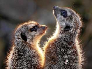 WELCOME: One reader is welcoming meerkats to Bundaberg. Picture: Michael Probst