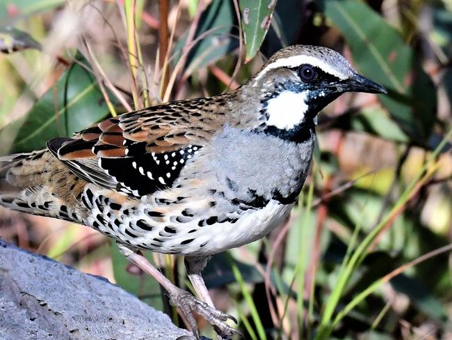 The Atherton Quail-Thrush.Picture: John Young