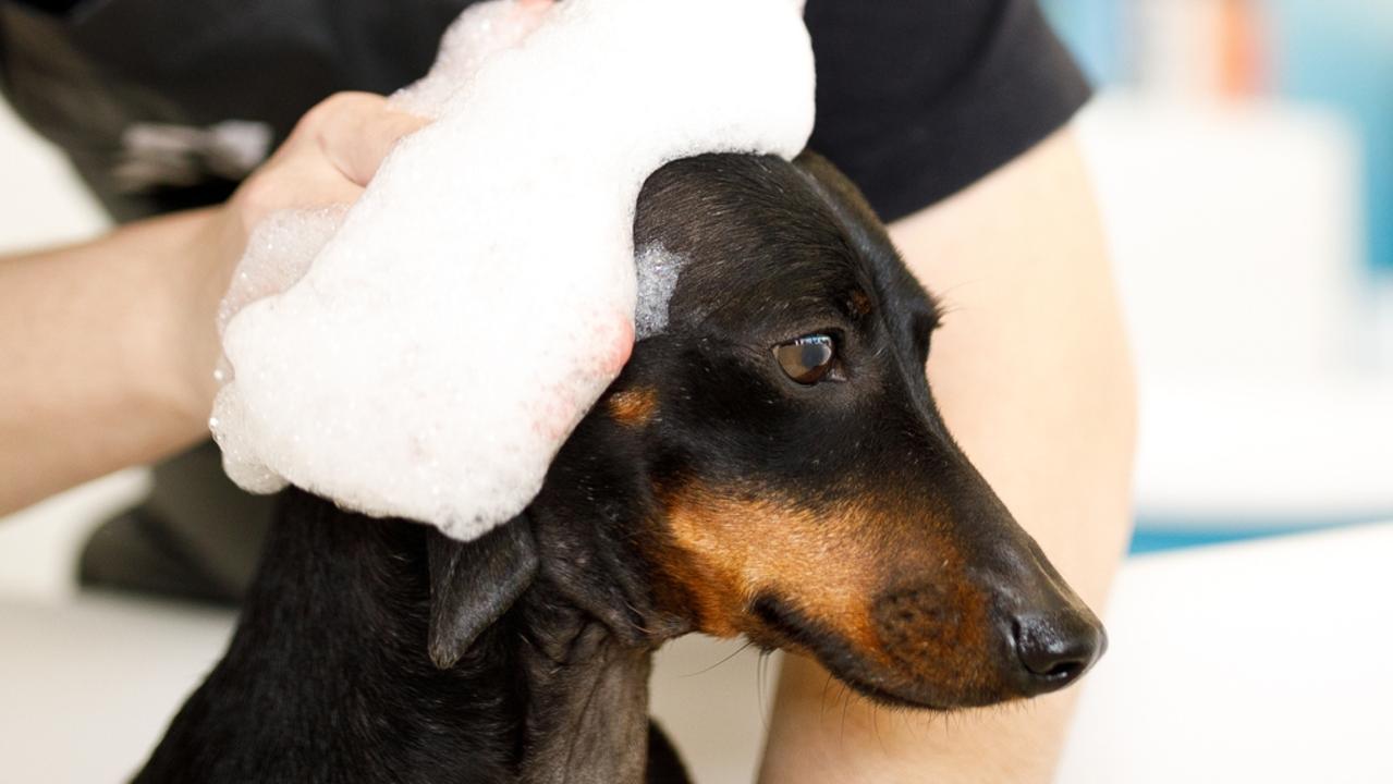 SA’s best dog groomers: Vote now for the best in SA | The Advertiser