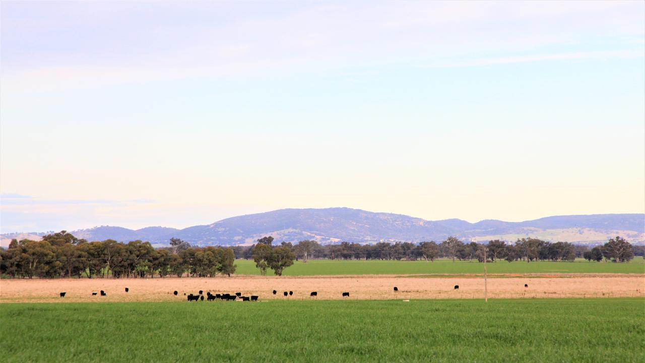 Holbrook grazing property one of the best