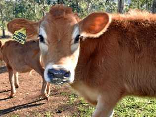 Buttercup the Jersey calf thinks she's a dog after losing her mother when she was two days old. She's now one of Hickey family on their dairy farm near Wiangaree. Picture: Susanna Freymark