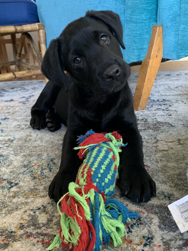 Phoebe, the one-year-old labrador, has a full cleft palate and will have surgery in August.