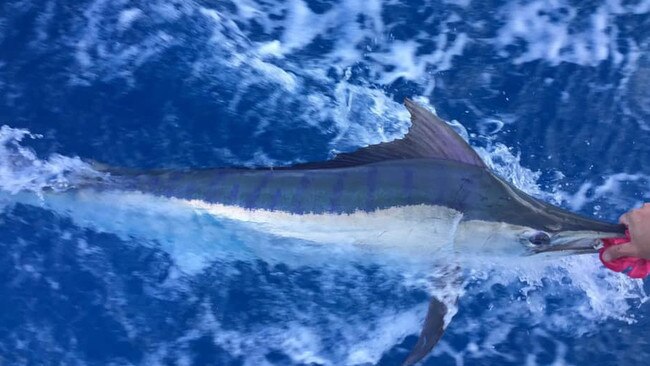 A marlin caught and released in the 2020 Billfish Challenge.