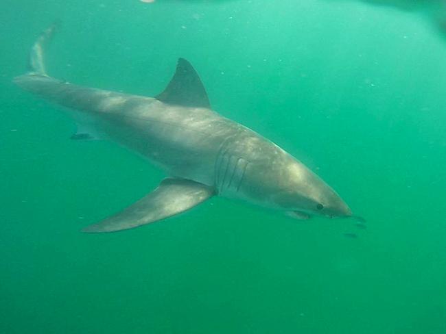 Can shark culling save lives and votes on the NSW North Coast? | Daily ...