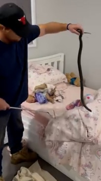 WATCH: Venomous snake spotted hiding in child's bed