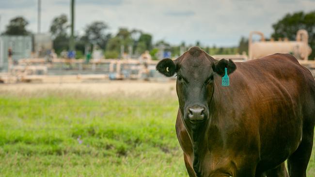 Keep the lights on.     Santos, Cattle in  front of a Gas well in Wallumbilla