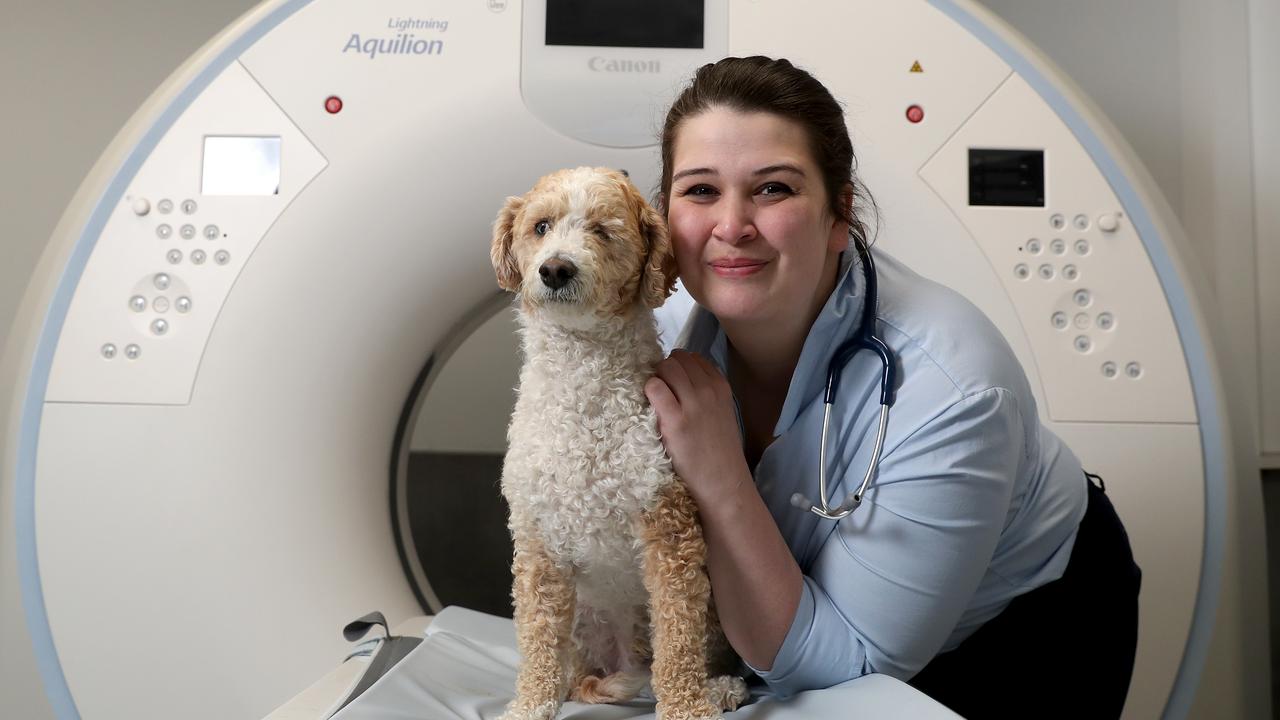 24-hour animal hospital with emergency dept at Ringwood Veterinary Clinic |  Herald Sun