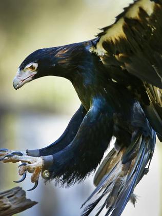 Healesville Sanctuary’s oldest animal turns 44 and puts on a show ...