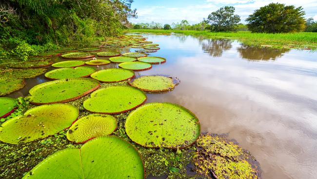 The Amazon is home to the largest waterlily in the world.