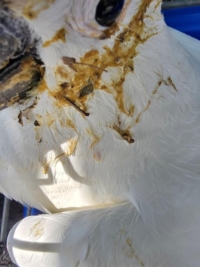 A poisoned cockatoo rescued at Matong Place in Gymea Bay. Picture: EPA