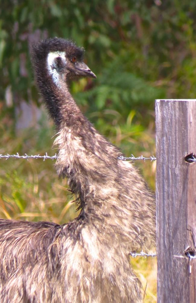 Clarence Valley Council urges landholders to install emu-friendly fencing that can help the last of the endangered animals survive and hopefully thrive.