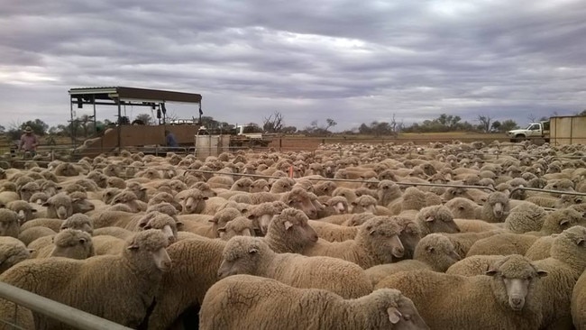 Jumbuck Pastoral is one of Australia's biggest wool growers. Source: Facebook