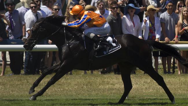 Star Kiwi colt Xtravagant is favourite for the Australian Guineas at Flemington. Picture: Nick Reed