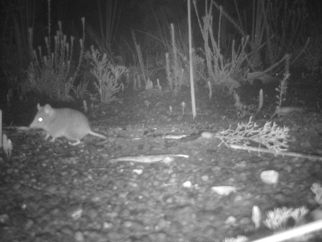 Dunnarts are mouse-like creatures – but AI is helping identify them in thousands of sensor camera pictures. Picture: WWF