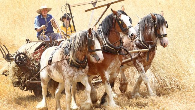 Horse power: Warren Purton binds oats with Clydesdale horses Beauty, left, Rose and Jenna at Mt Hicks. Pictures: Chris Kidd