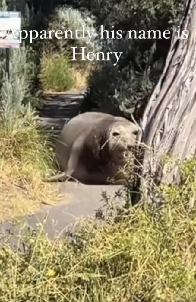 A seal delighted beachgoers on Friday afternoon at Point Lonsdale. Picture: Instagram/@jacquifelgate