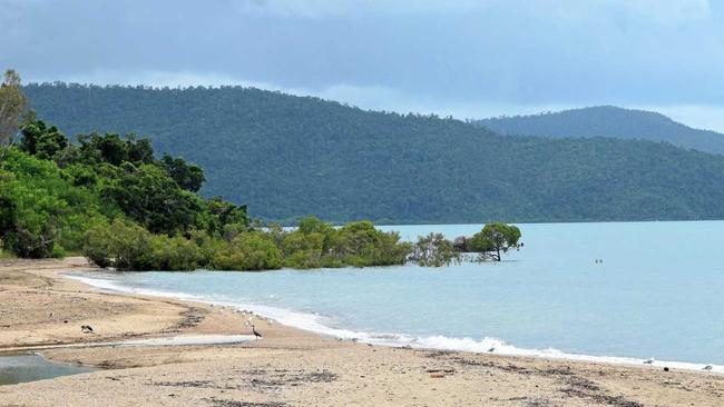 SIGHTING: A crocodile was spotted near these mangroves at Cannonvale Beach on Friday morning. Picture: Monique Preston