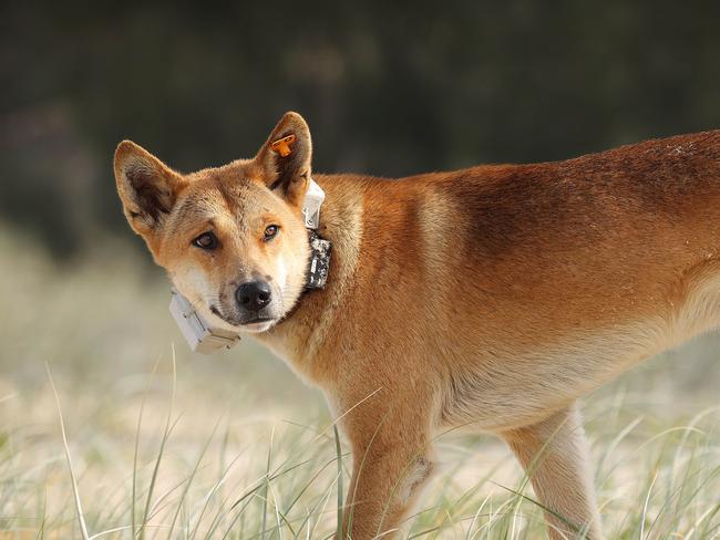 A brazen dingo has been collared with a GPS tracker by Rangers, K'gari. Picture: Liam Kidston