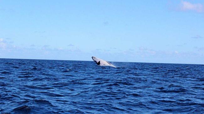 UP CLOSE: Whales have been putting on a show off Wolf Rock this past fortnight - this one was captured playing last week.