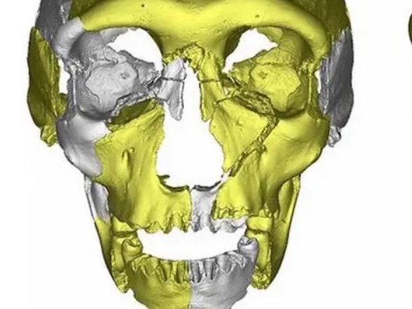 The skull is believed to be 300,000 years ol.