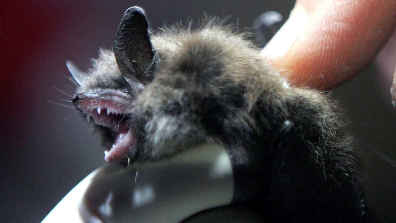 ‘Highest risk’ of virus transmission from bats, primates, rodents