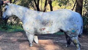 Gympie Saddleworld's owners revealed on Facebook they had been able to recover the horse, a week after it was stolen from its usual spot on the shop's sign facing the Bruce Hwy.