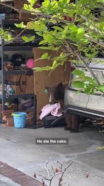 Guilty Bear Steals a Cake from Homeowner's Fridge