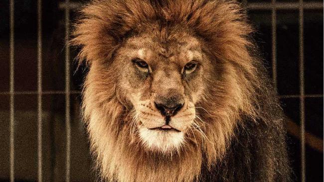 Are we still throwing Christians into the lion's den? Picture: Thinkstock