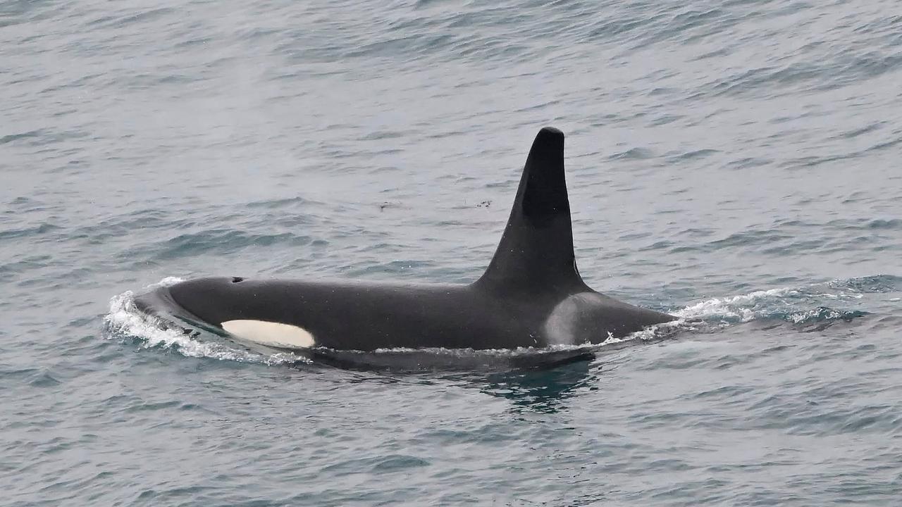 Bridgewater, Portland: great white shark on beach killed by orca