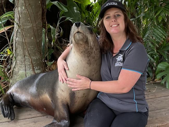 Tiga Cross is the new owner of the Dolphin Marine Rescue Park, Coffs Harbour, which is being rebranded as Coffs Coast Wildlife Sanctuary. Ms Cross is pictured here with Australian sea lion Hugo. November 16, 2023. Picture: Chris Knight