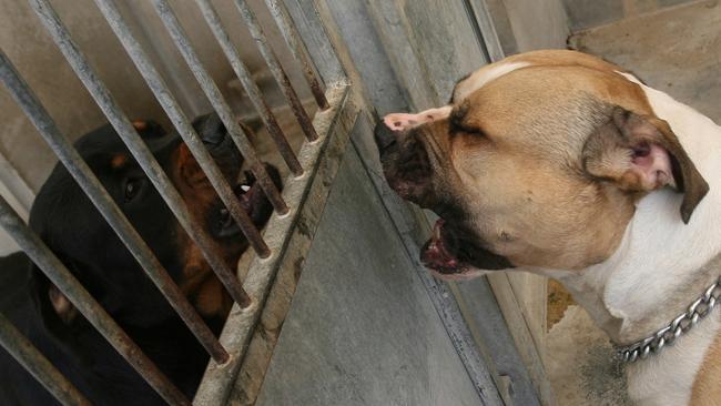 There were three dog attacks on Queensland children in April alone. Picture: AFP PicThomas/Coex