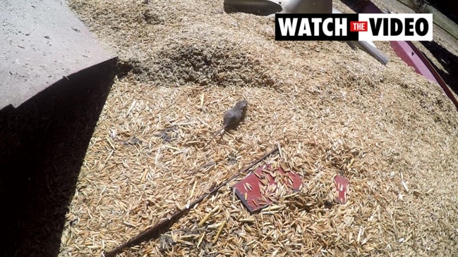 Mice plague on farm in Warren