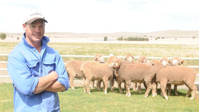 Ram raid: Tim Dalla, manager of the Millington family’s Collinsville Merino stud near Hallett in South Australia.