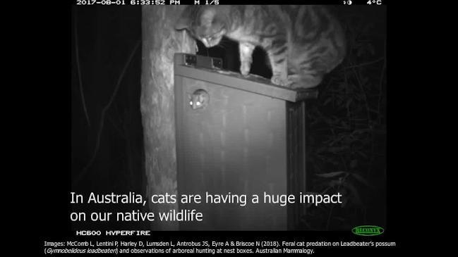 Feral cats caught attacking endangered Leadbeater possums