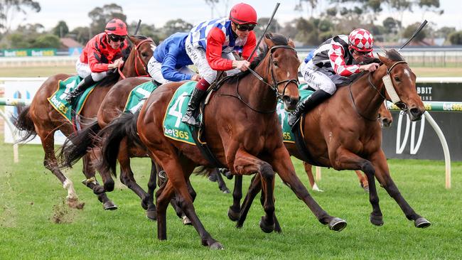 Golden Estrella can improve on a promising first-up run when she steps out at Pakenham on Thursday. Picture: Racing Photos via Getty Images.