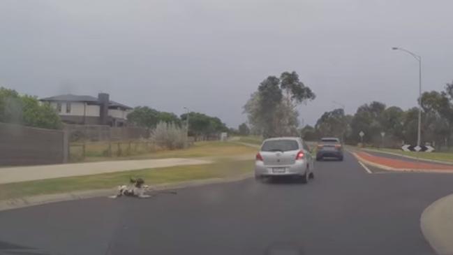 It then appeared to jump out the window before rolling across the bitumen. Vision: Dash Cam Owners Australia