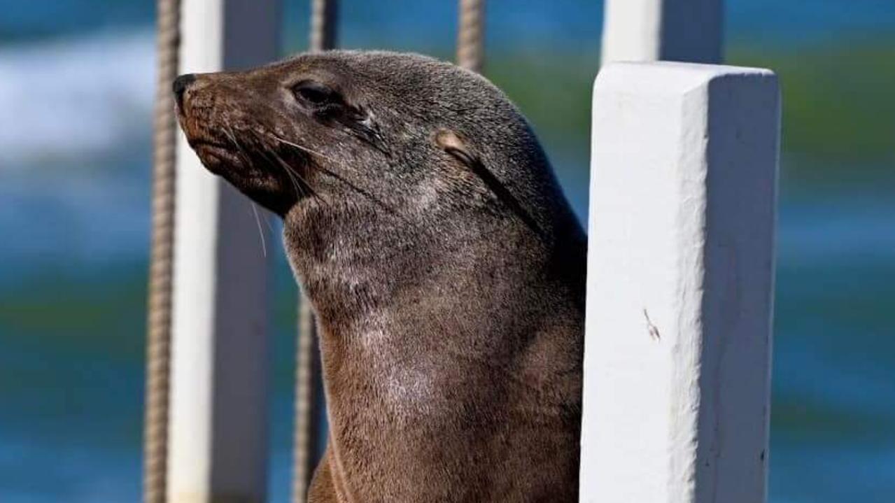 This seal was spotted at St Leonards boat ramp.