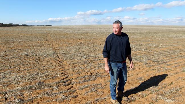 Andrew Willsmore says he has put 900 lambs on to his lentils, which took eight weeks to emerge after being planted in April. Picture: Dale Webster