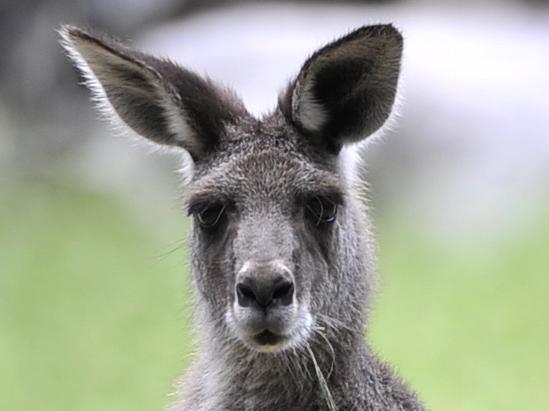 Wirrimbirra Sanctuary is promoting its reptile day, Breakfast in the Bush, nursery and wildlife. Pictured an eastern grey kangaroo.