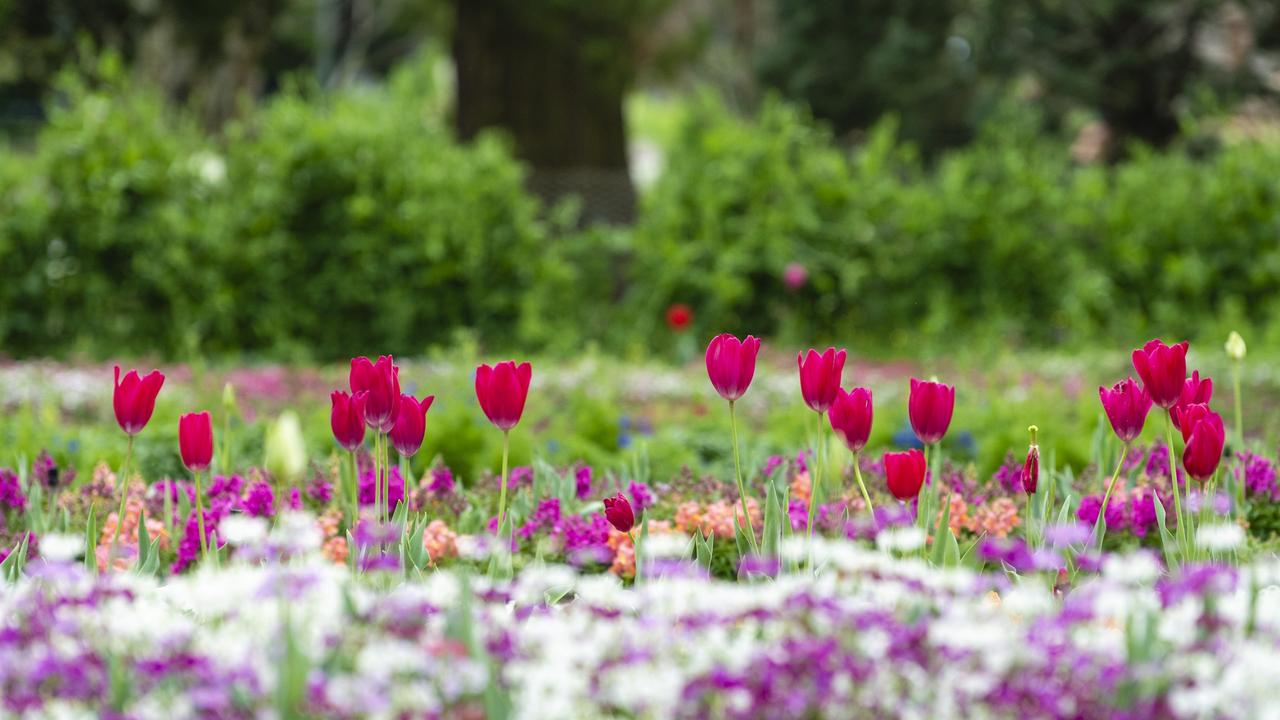 Queens Park floral display. File Picture: Kevin Farmer