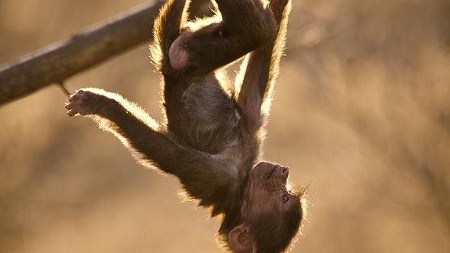 Hamadryas infant hanging upside down from tree. Picture: John Brown. 