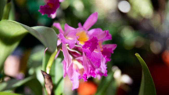 COPYRIGHT WARNING for Moreton Life ONLY. Phone Kylie Knight 3480 8226. Caboolture Orchid Society is preparing for its winter show.