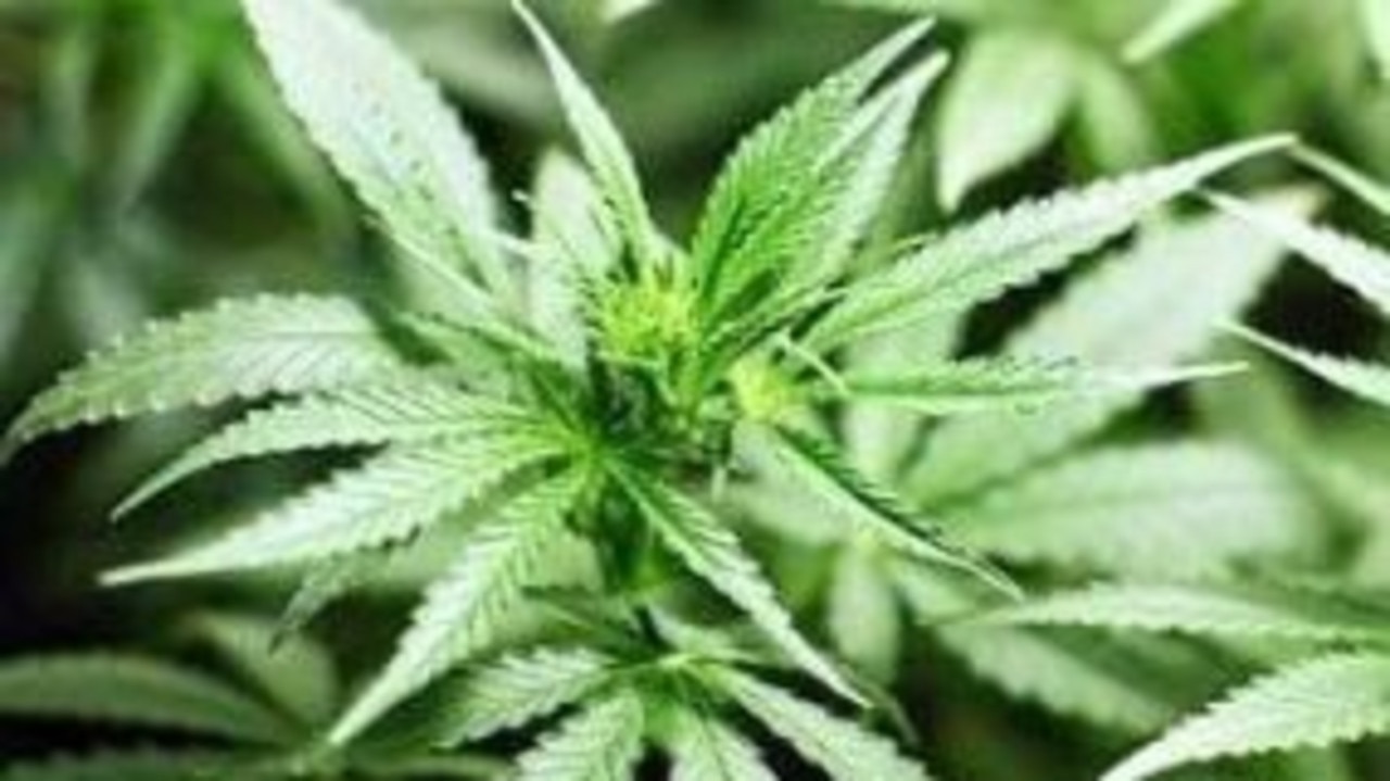 A pair of Laidley brothers pleaded guilty to a string of drug offences after they were caught growing marijuana in the garage.