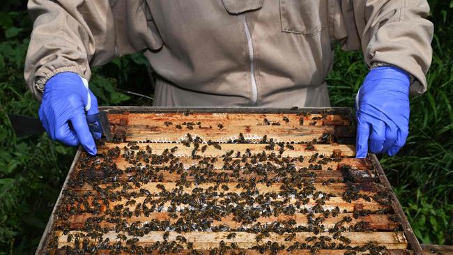 Beekeepers are being urged to consider best practice of beehives in the wake of Varroa mite. Picture: Justin Tallis