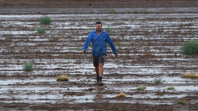 Farmer Nat Groves walks through rain drenched paddocks on the family farm near Gunnedah. Picture: Peter Lorimer.