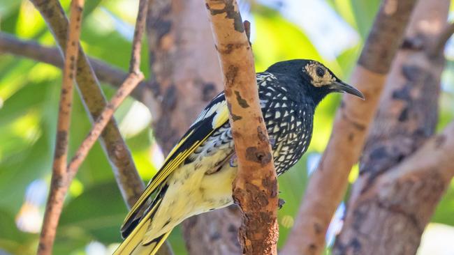 Birdwatchers were thrilled when three critically endangered Regent Honeyeaters called a wetland at Blue Haven home for a few weeks. Picture: Christina Port