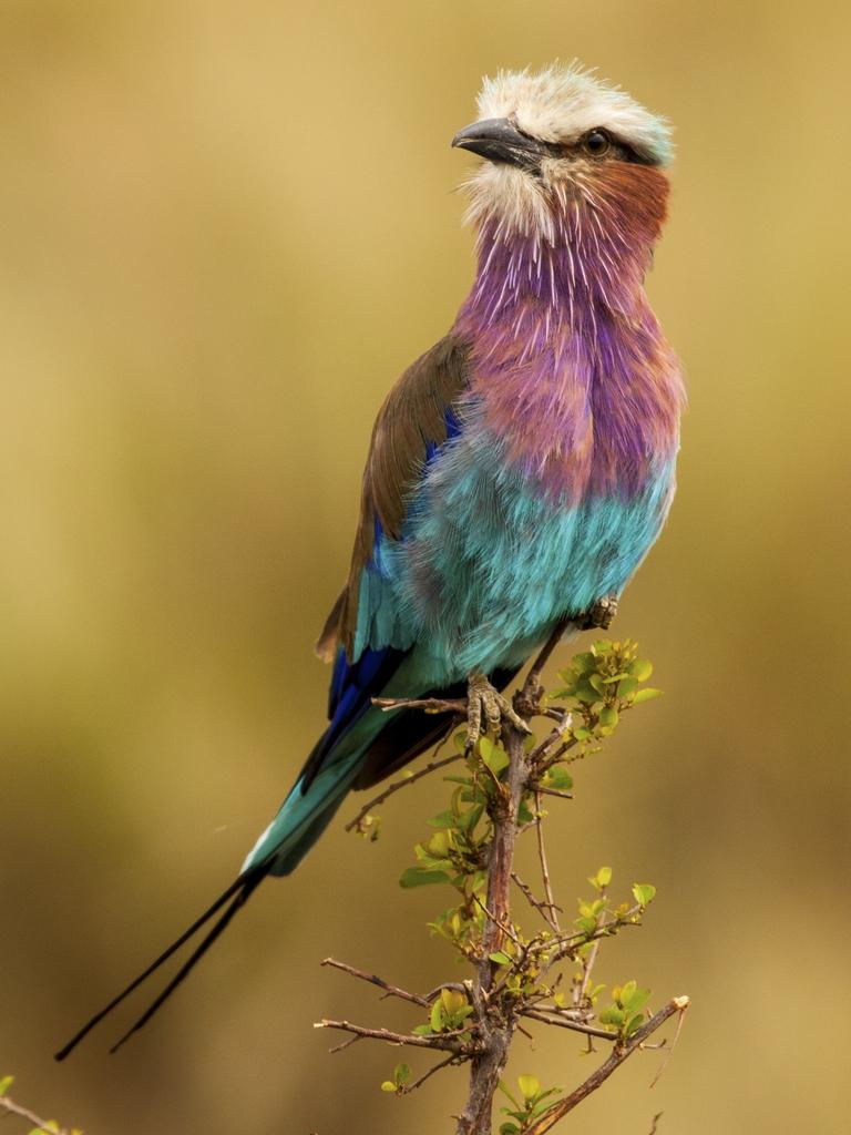 Photo by NICHOLAS WILSON / National Geographic Nature Photographer of the Year contest So this is a bird that actually exists LILAC ROLLER, MASAAI MARA - KENYA SEPTEMBER 2017