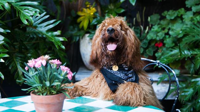 A dog-day afternoon at the Beresford Hotel, Surry Hills.